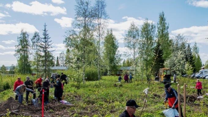 Tammimetsän istutusta Kainuun Opistolla. Kuva: Hannu Mustonen